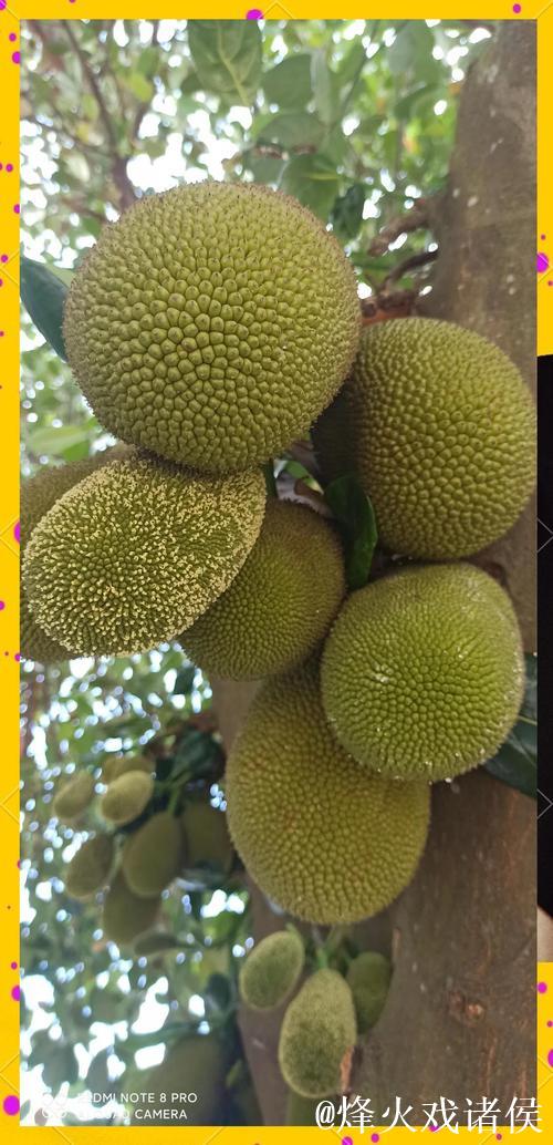 菠萝蜜视频网站在线观看